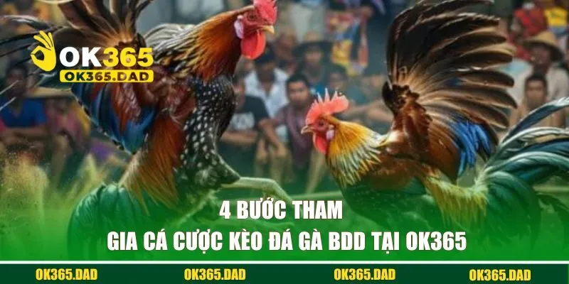 4 bước tham gia cá cược kèo đá gà BDD tại OK365