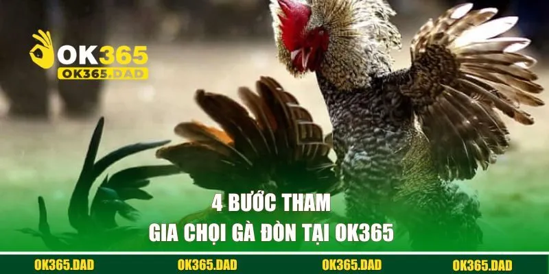 4 bước tham gia đá gà đòn tại OK365